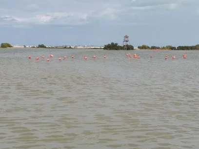 Flamingos tours - Río Lagartos - Yucatán - México