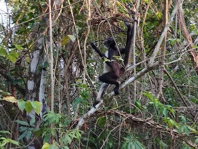 Punta Laguna Spider Monkey and Nature Reserve - Ninguno - Quintana Roo - México