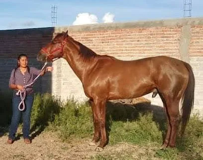 Casa Ramos caballos sementales - El Nigromante - Zacatecas - México